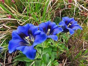 Al Rifugio Capanna 2000 da Alpe Arera ad anello-1GIUGNO25: splendide fioriture !- FOTOGALLERY